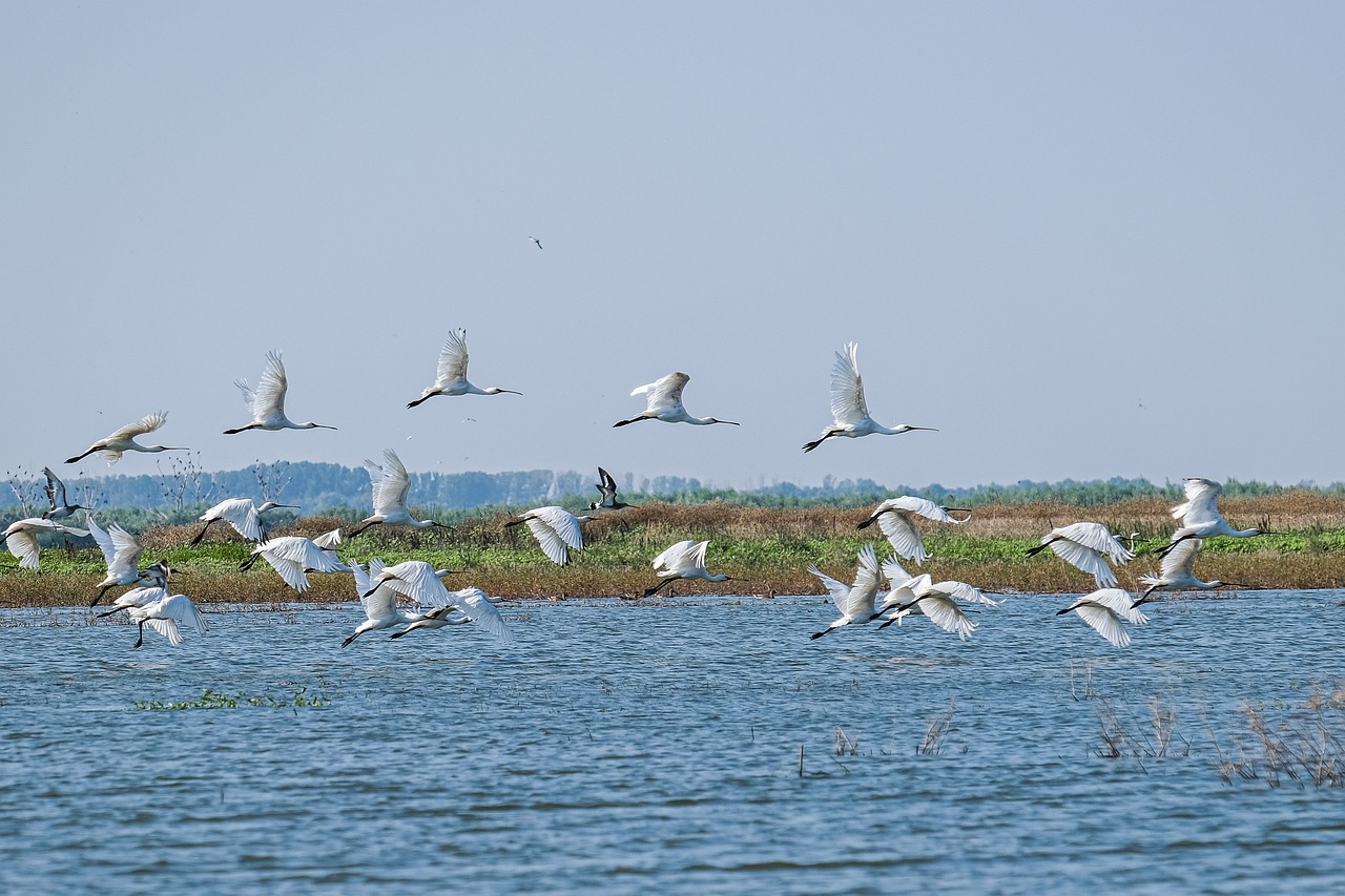 The Role of Ecotourism in Conserving Biodiversity